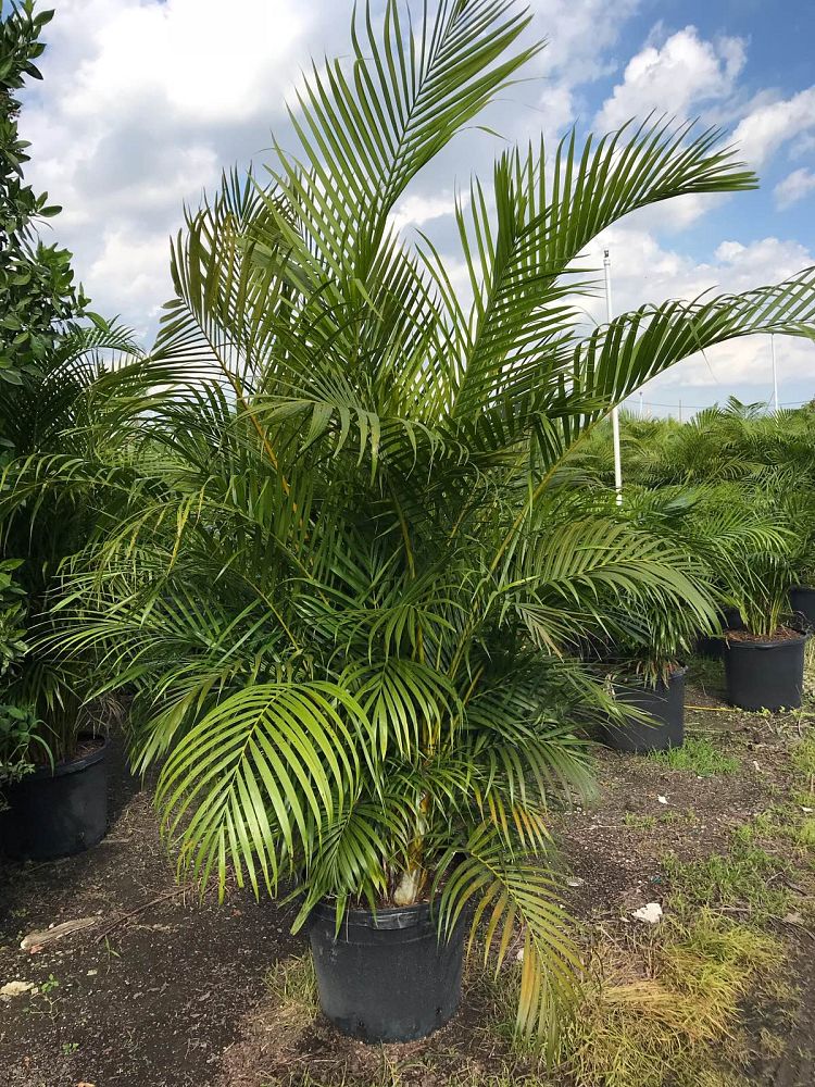 dypsis-lutescens-areca-palm