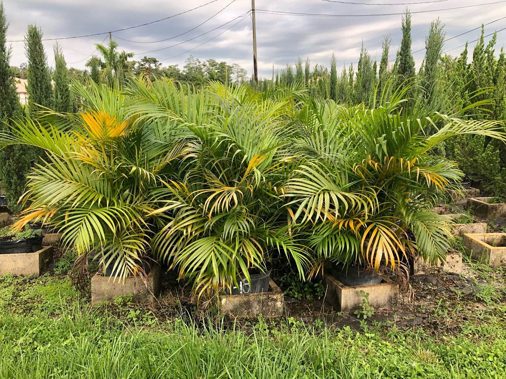 dypsis-lutescens-areca-palm
