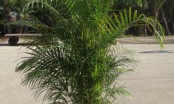 dypsis-lutescens-areca-palm
