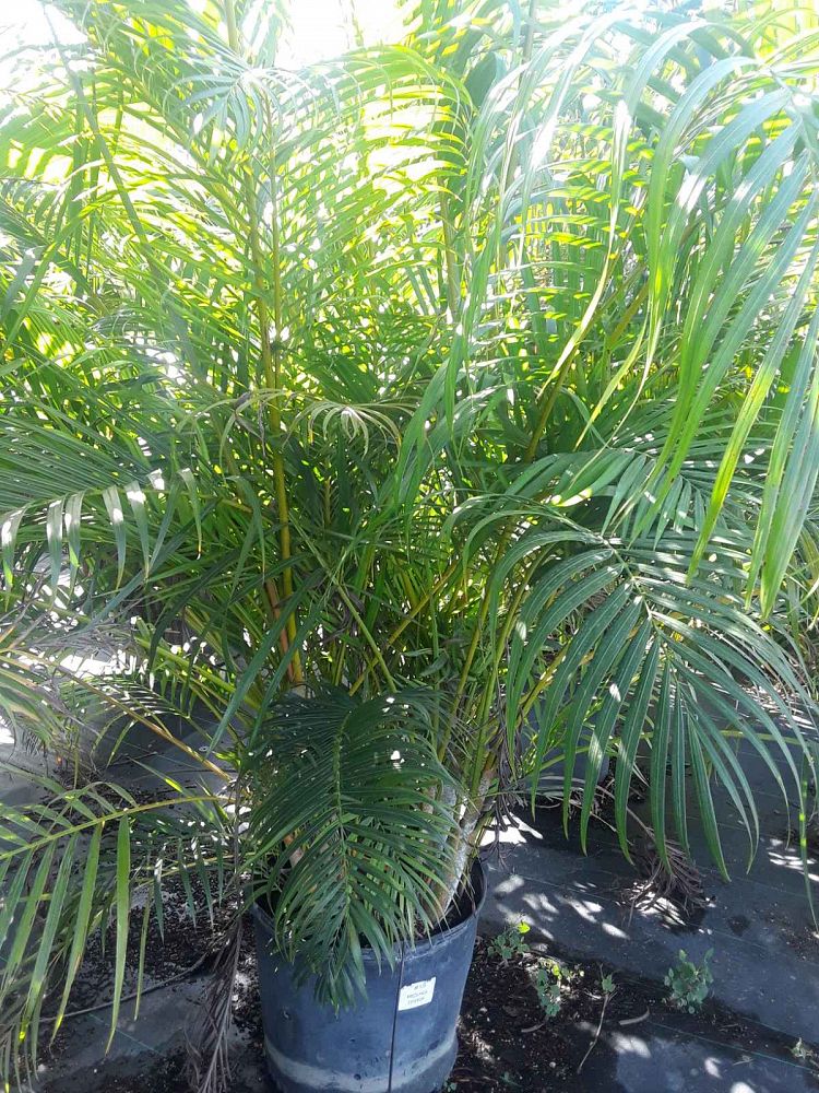 dypsis-lutescens-areca-palm
