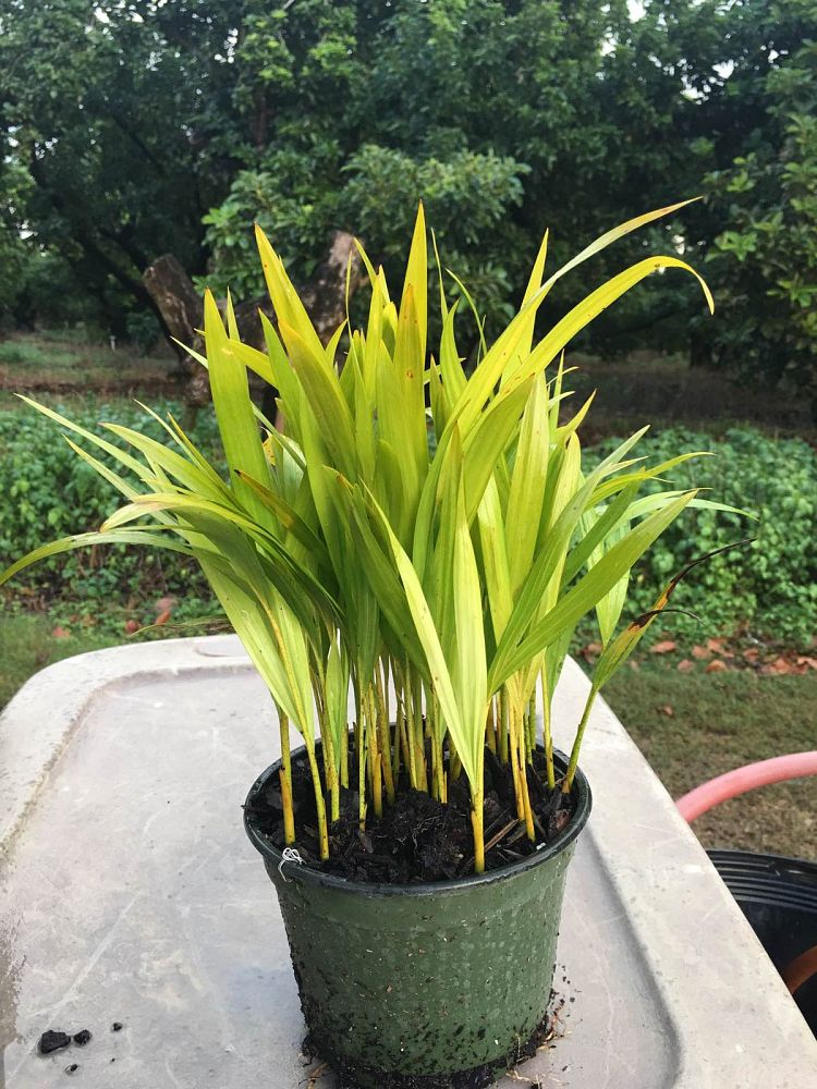 dypsis-lutescens-areca-palm