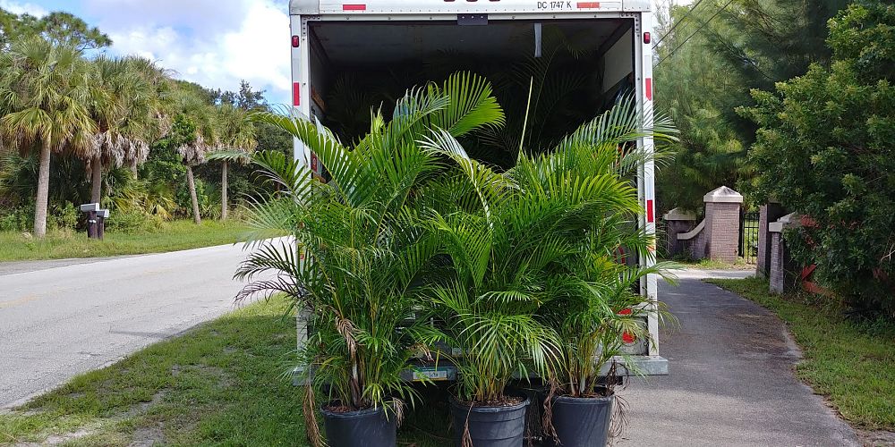 dypsis-lutescens-areca-palm