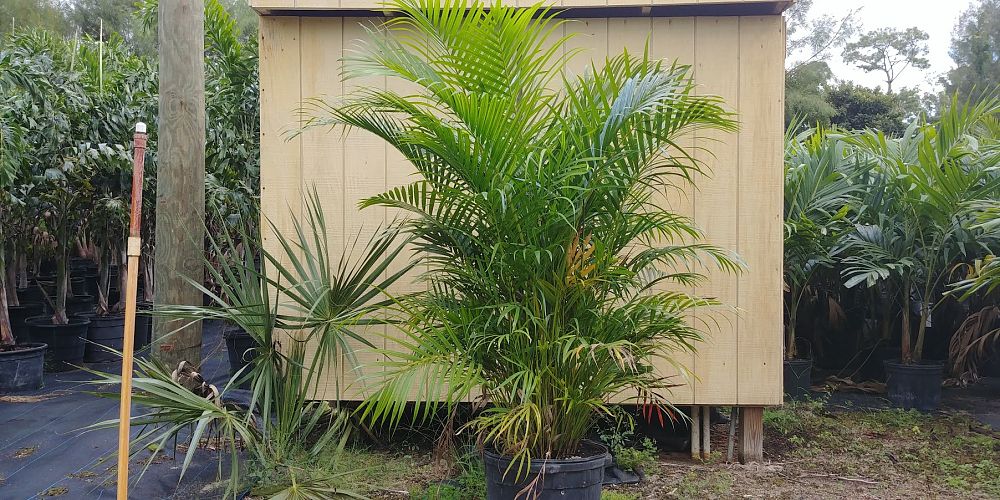 dypsis-lutescens-areca-palm