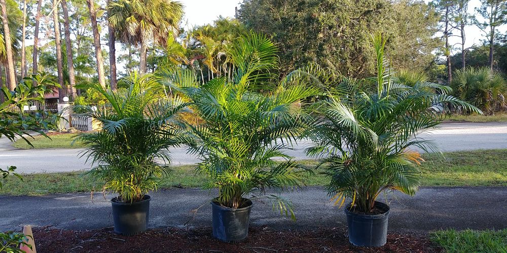 dypsis-lutescens-areca-palm