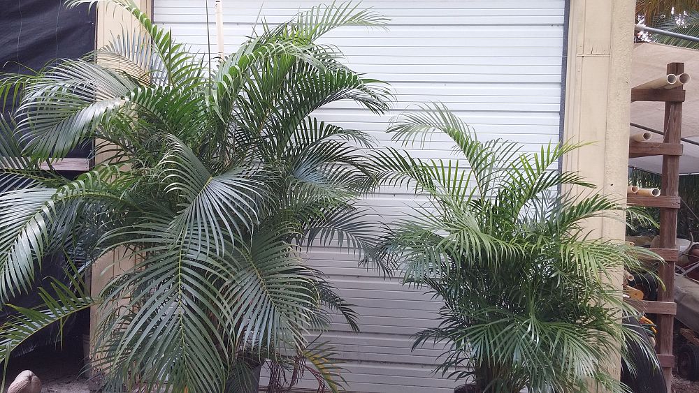 dypsis-lutescens-areca-palm