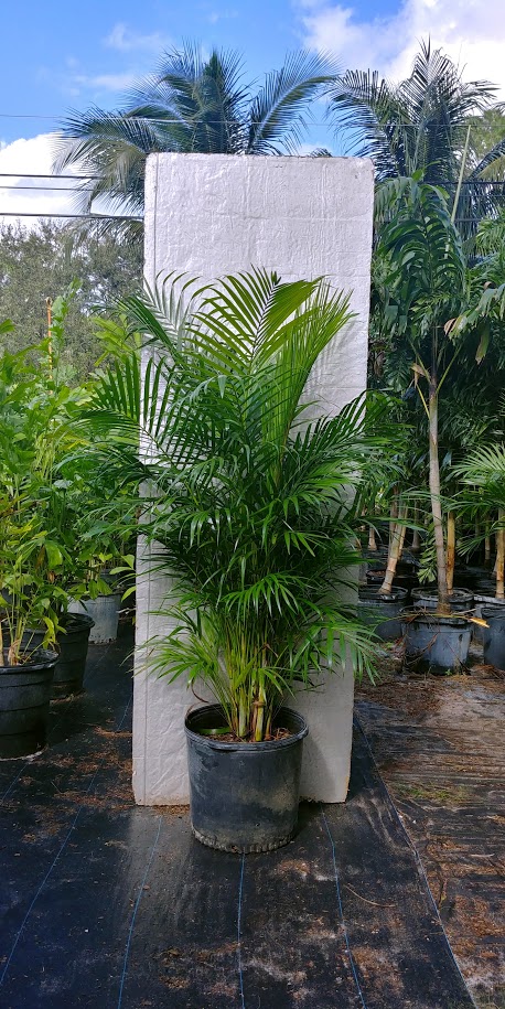 dypsis-lutescens-areca-palm