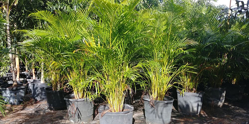 dypsis-lutescens-areca-palm