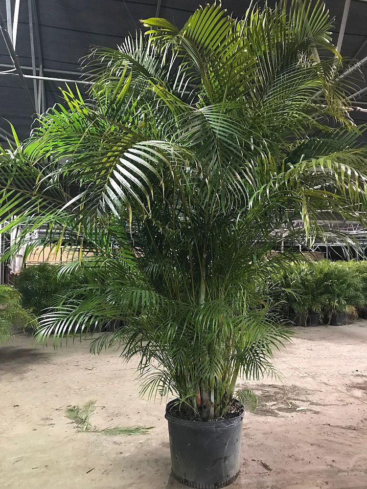 dypsis-lutescens-areca-palm