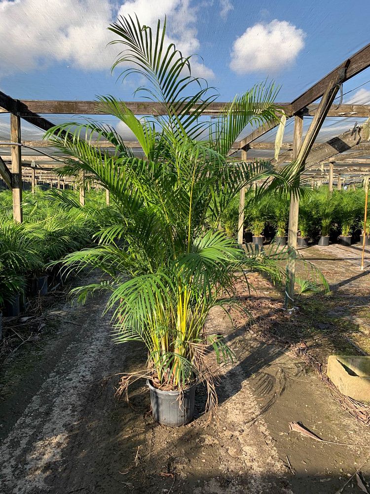 dypsis-lutescens-areca-palm