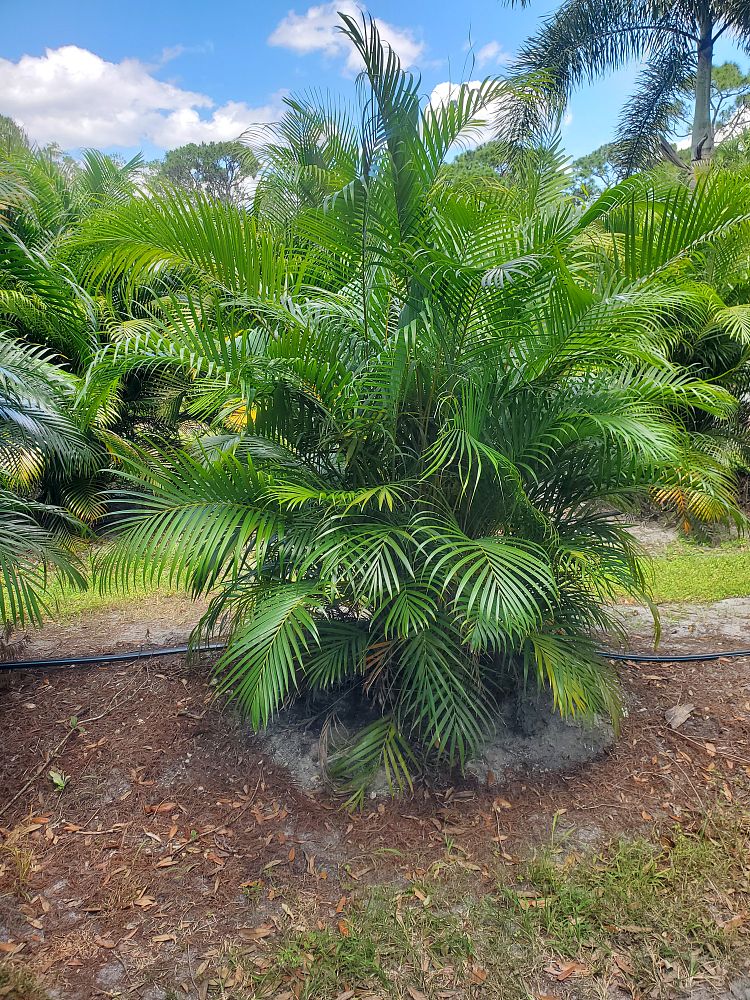 dypsis-lutescens-areca-palm