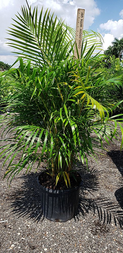 dypsis-lutescens-areca-palm