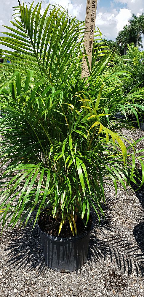 dypsis-lutescens-areca-palm