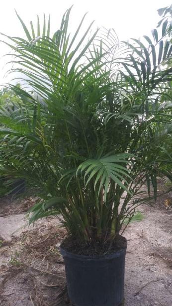dypsis-lutescens-areca-palm