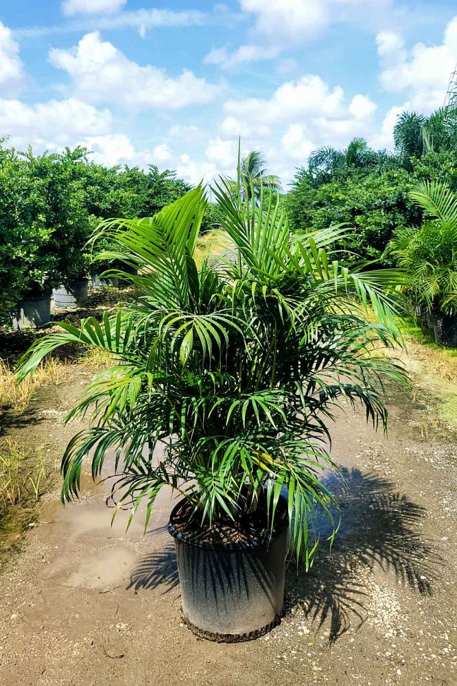 dypsis-lutescens-areca-palm