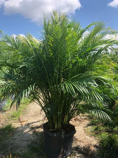 dypsis-lutescens-areca-palm