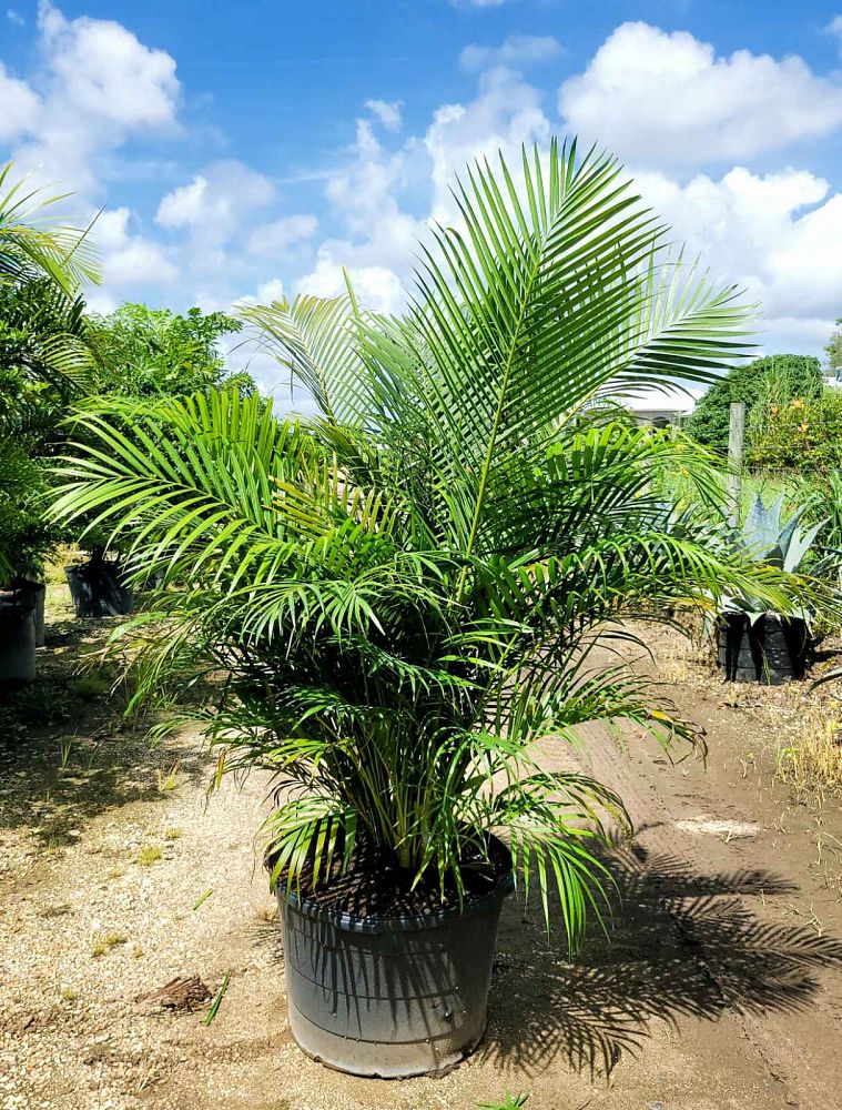 dypsis-lutescens-areca-palm