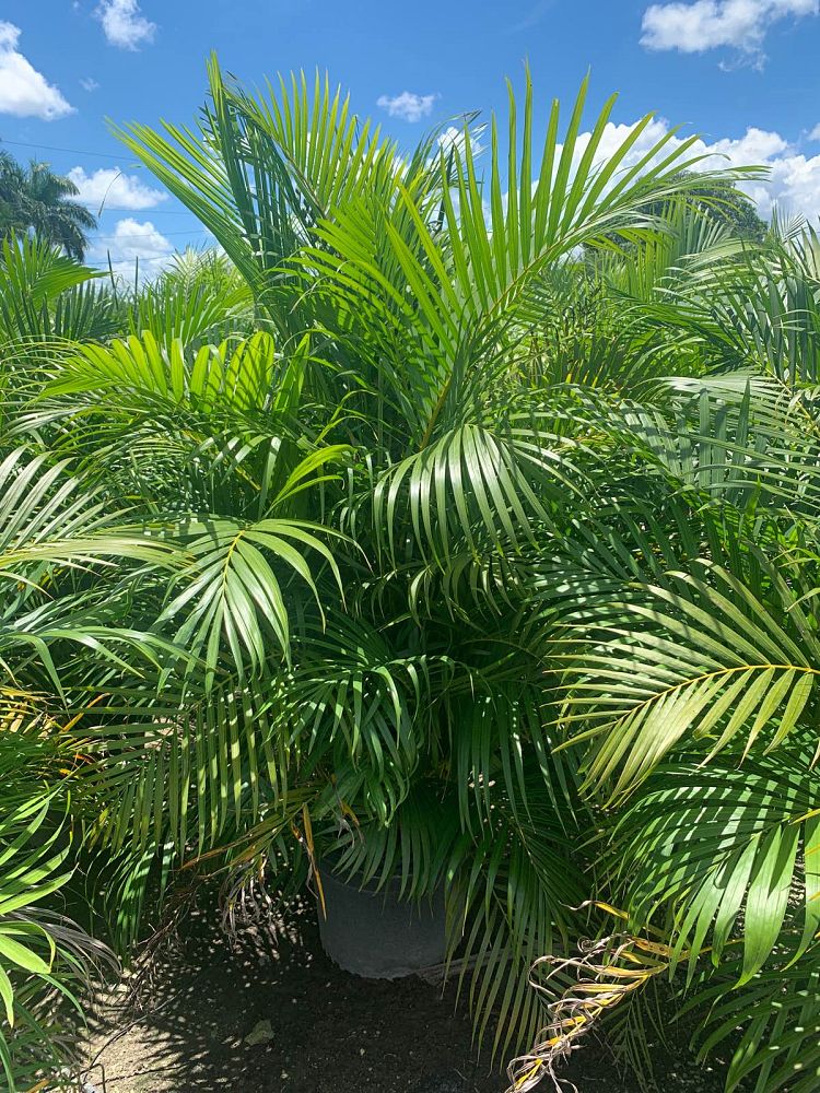 dypsis-lutescens-areca-palm