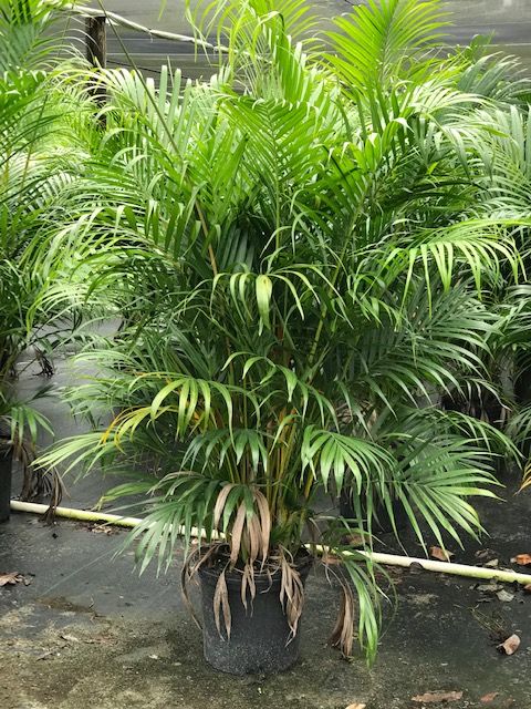 dypsis-lutescens-areca-palm
