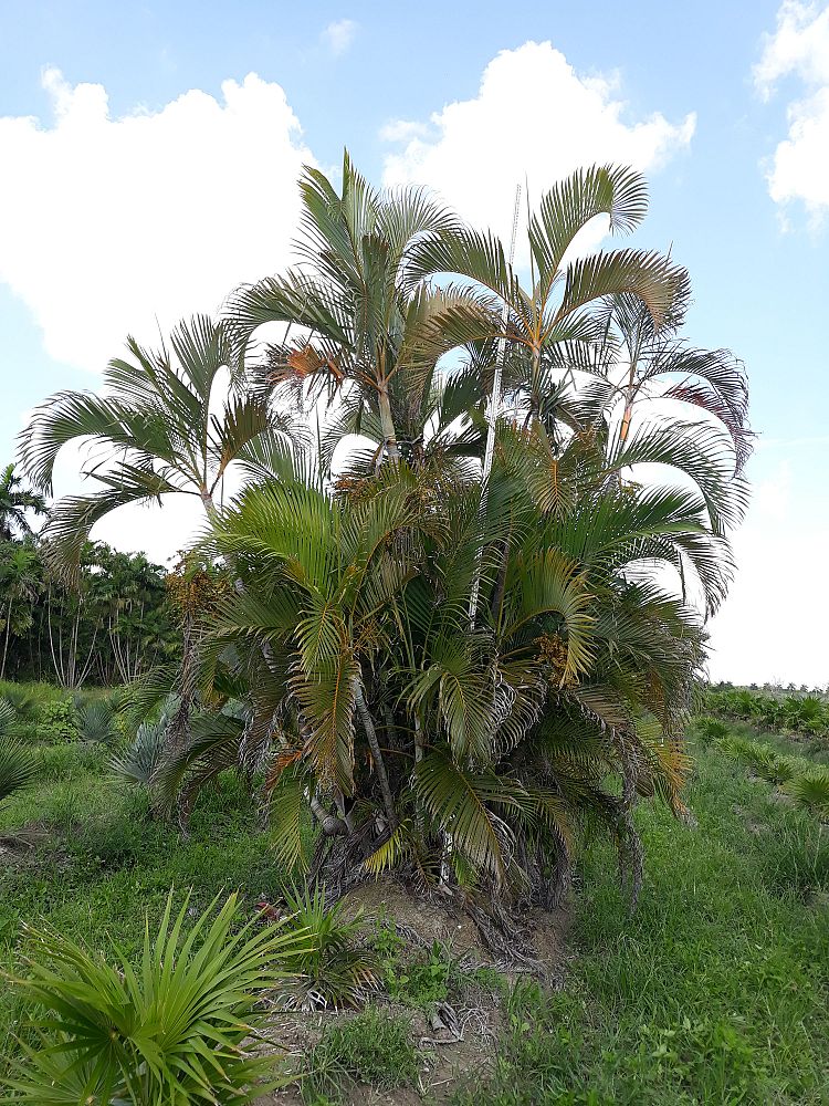 dypsis-lutescens-areca-palm