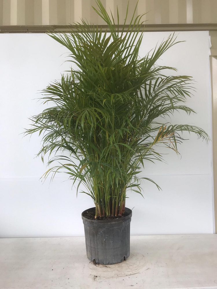 dypsis-lutescens-areca-palm