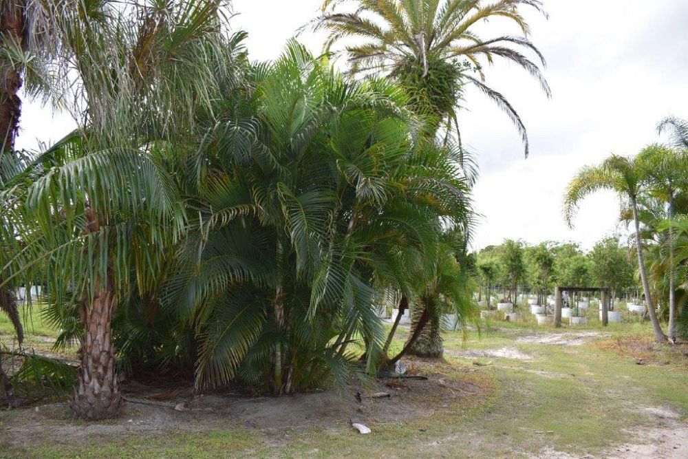 dypsis-lutescens-areca-palm