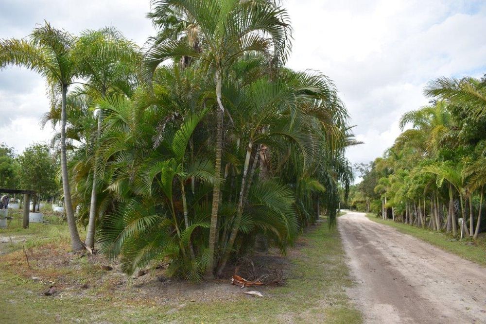 dypsis-lutescens-areca-palm