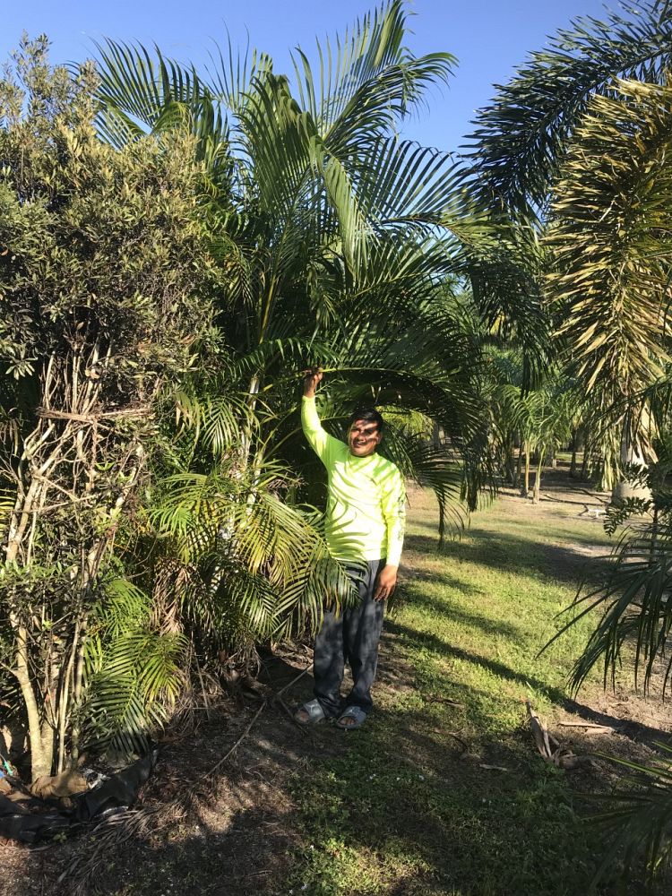 dypsis-lutescens-areca-palm