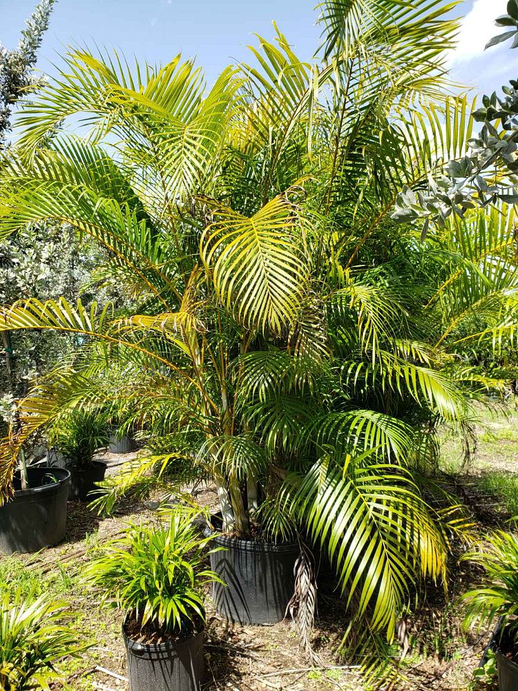 dypsis-lutescens-areca-palm