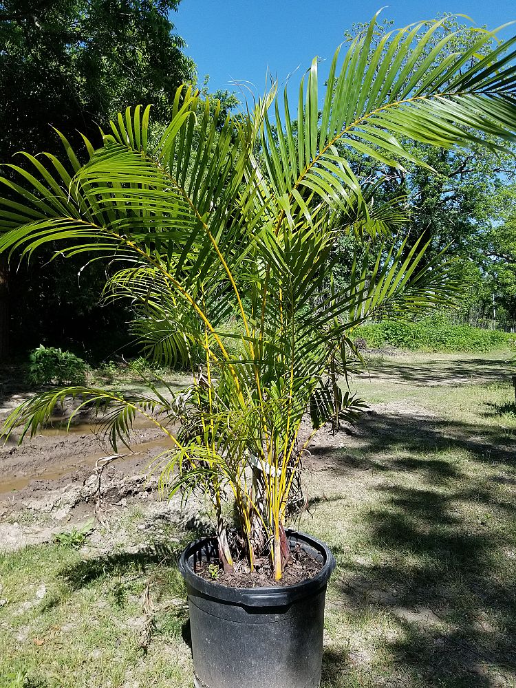 dypsis-lutescens-areca-palm