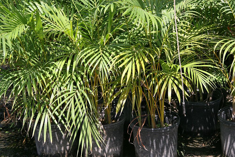dypsis-lutescens-areca-palm