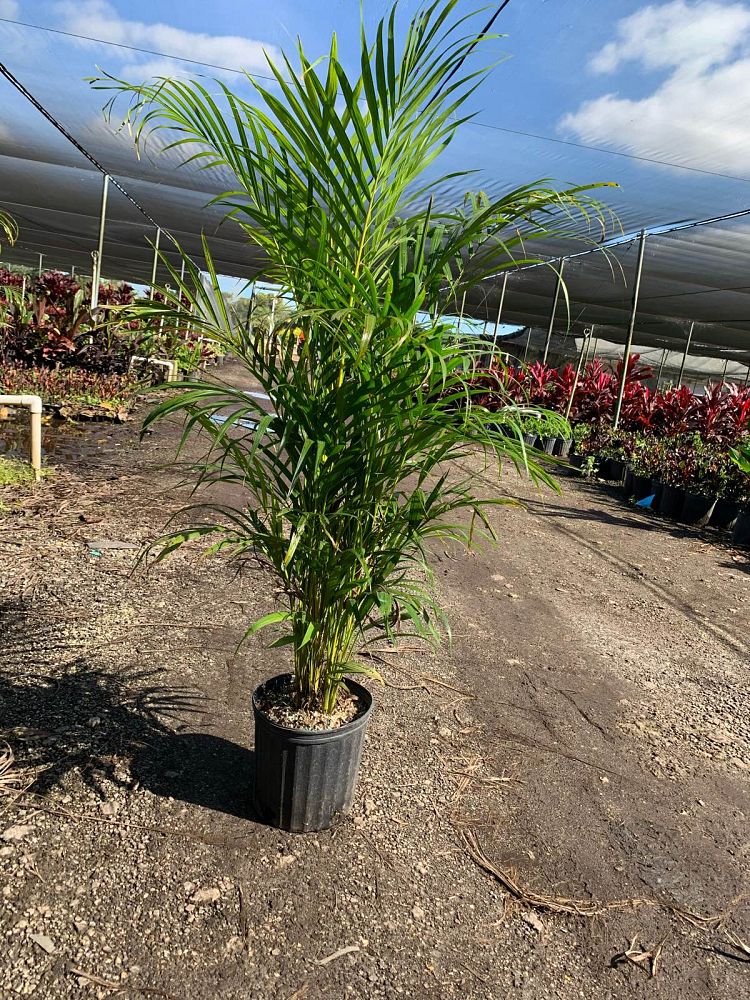 dypsis-lutescens-areca-palm