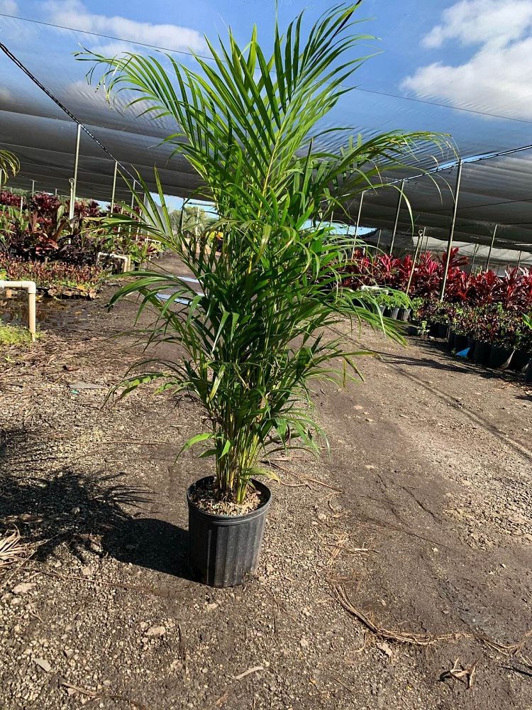 dypsis-lutescens-areca-palm