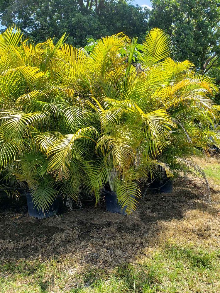dypsis-lutescens-areca-palm
