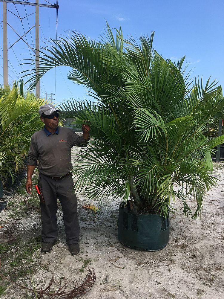 dypsis-lutescens-areca-palm