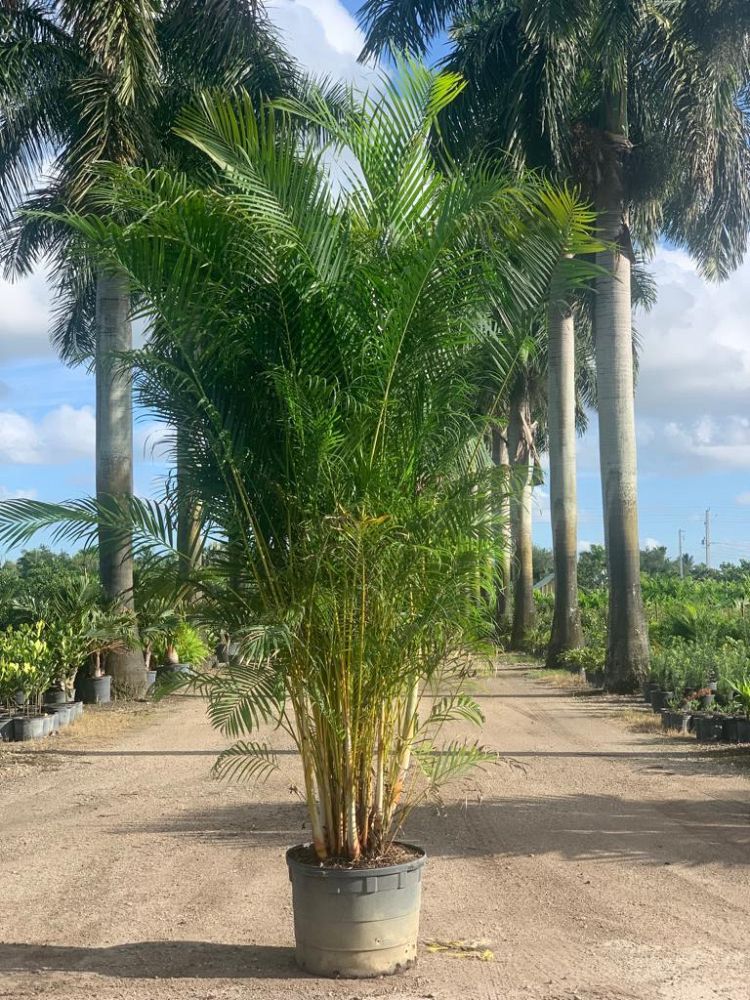 dypsis-lutescens-areca-palm