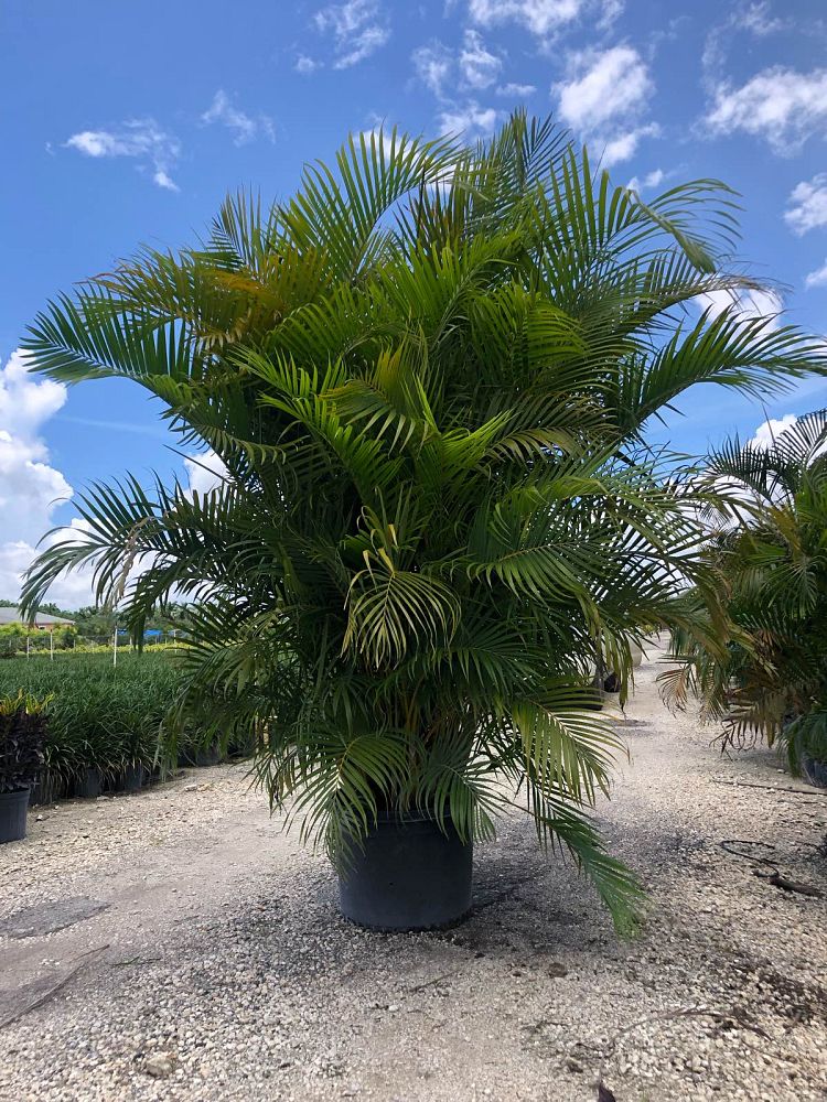 dypsis-lutescens-areca-palm
