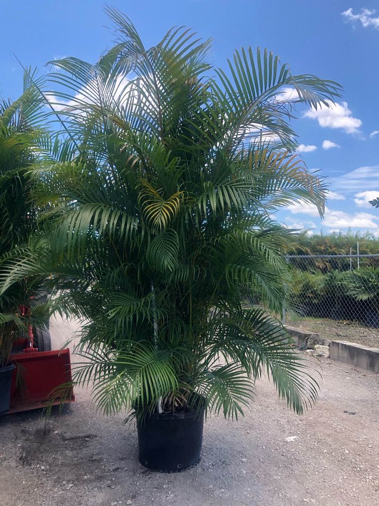 dypsis-lutescens-areca-palm