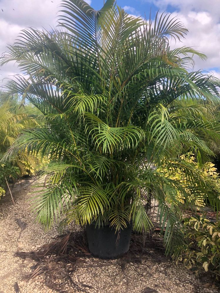 dypsis-lutescens-areca-palm