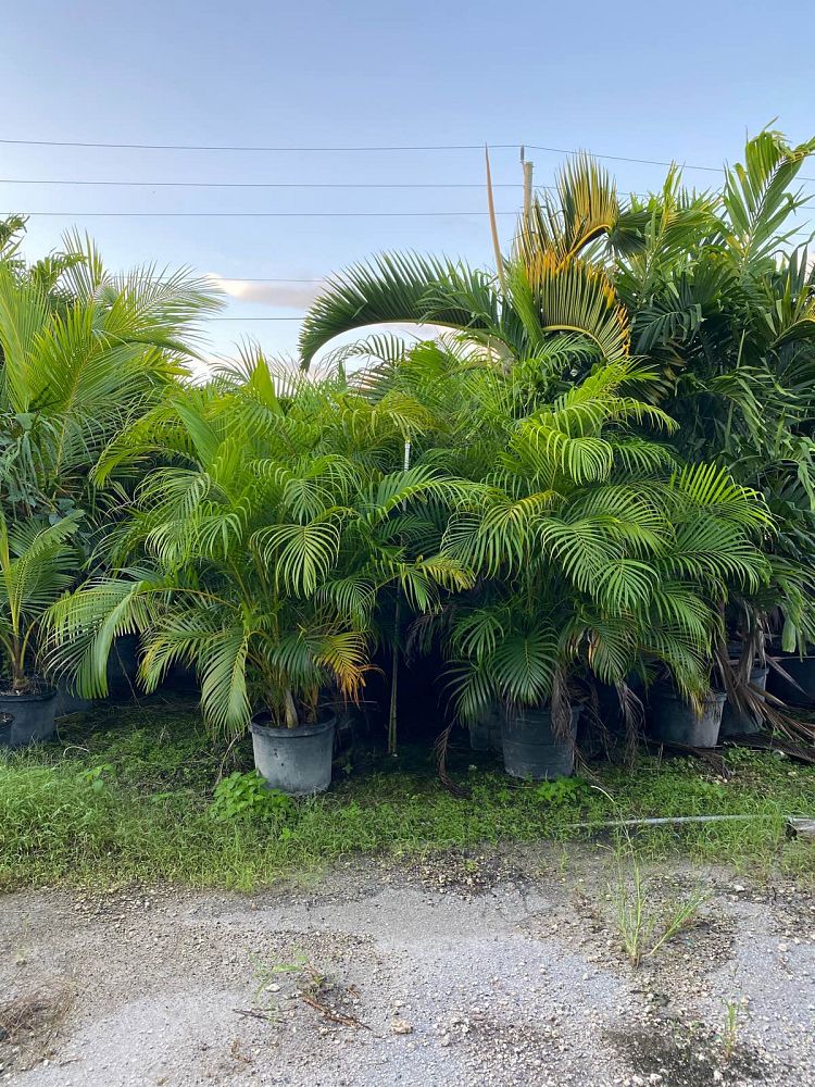 dypsis-lutescens-areca-palm