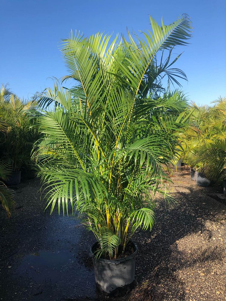 dypsis-lutescens-areca-palm