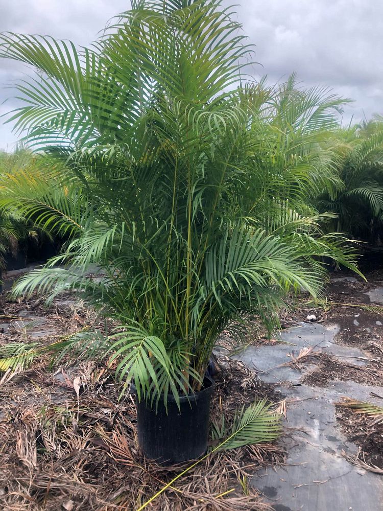 dypsis-lutescens-areca-palm