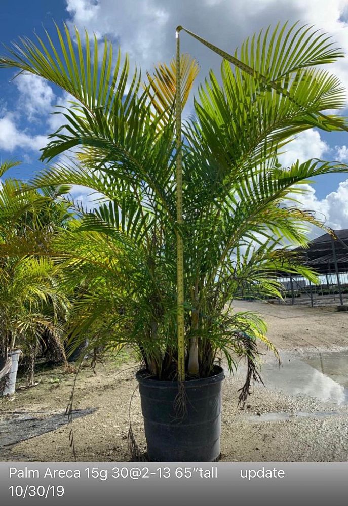 dypsis-lutescens-areca-palm