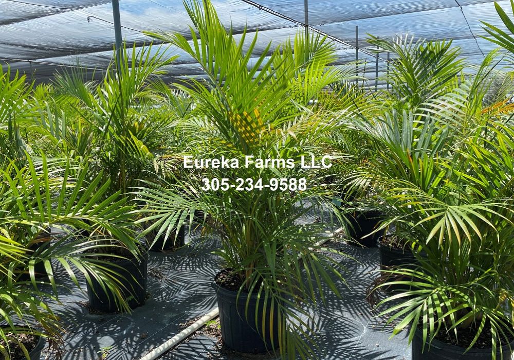 dypsis-lutescens-areca-palm