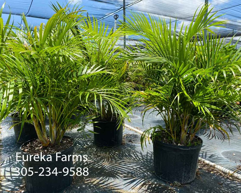 dypsis-lutescens-areca-palm