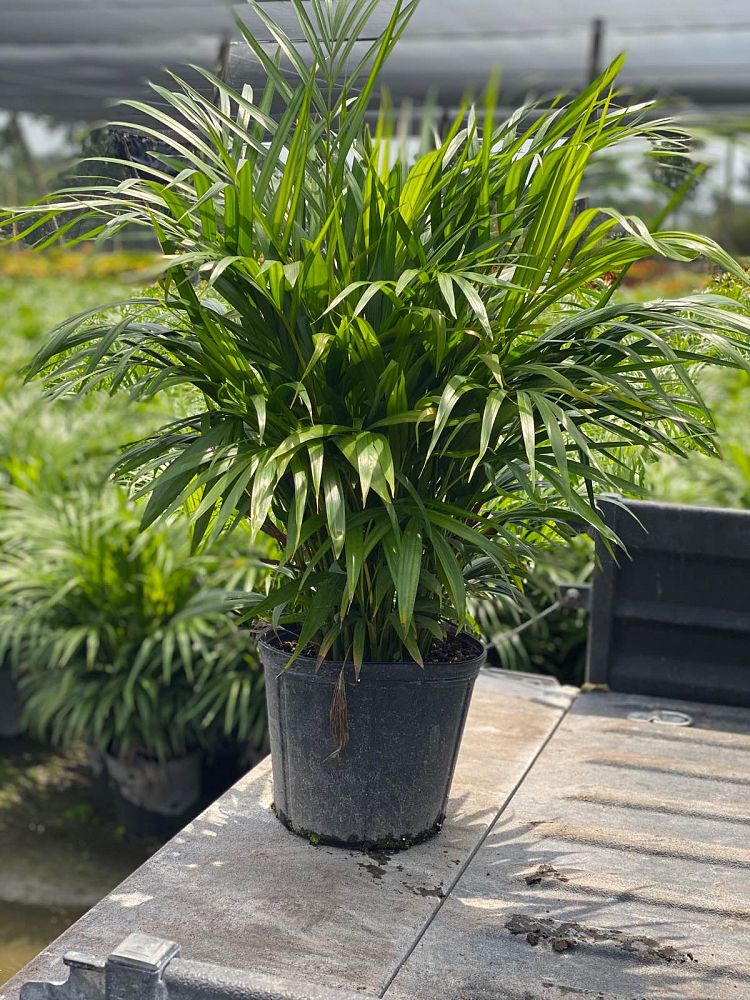 dypsis-lutescens-areca-palm