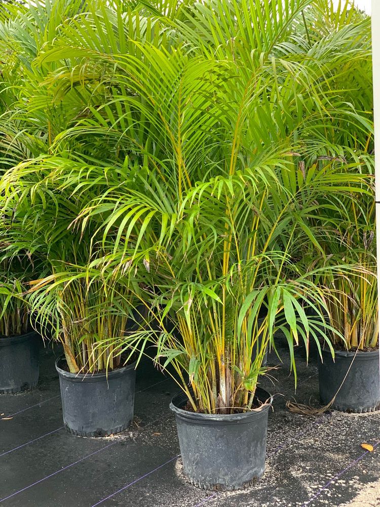 dypsis-lutescens-areca-palm