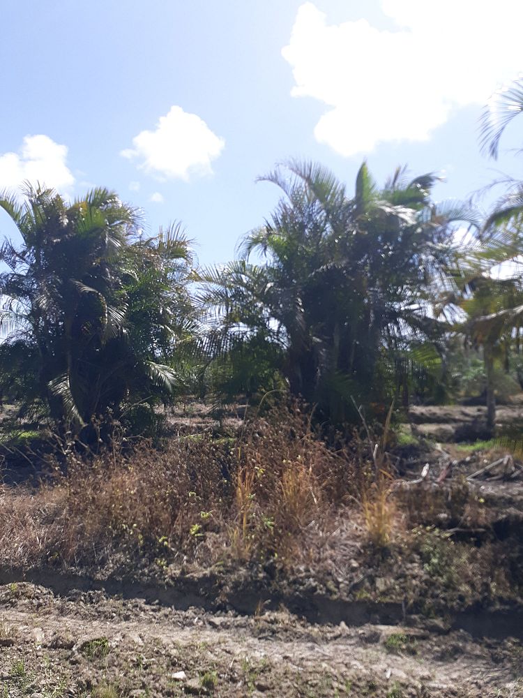 dypsis-lutescens-areca-palm