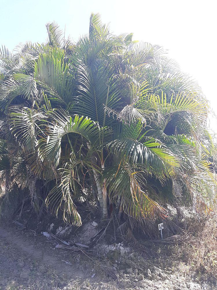 dypsis-lutescens-areca-palm