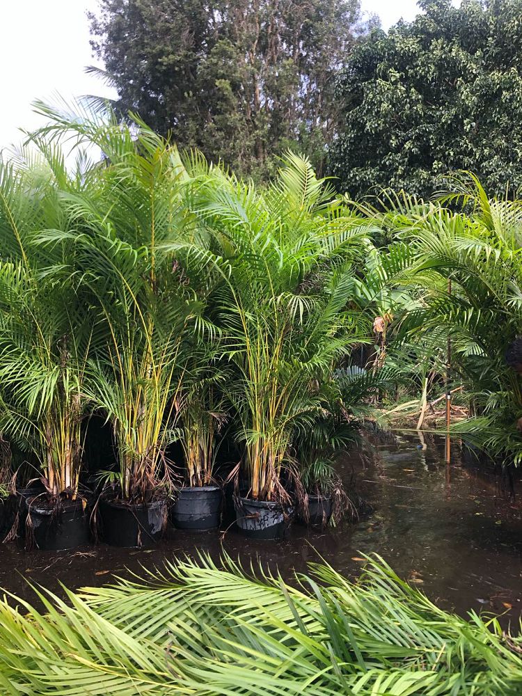 dypsis-lutescens-areca-palm