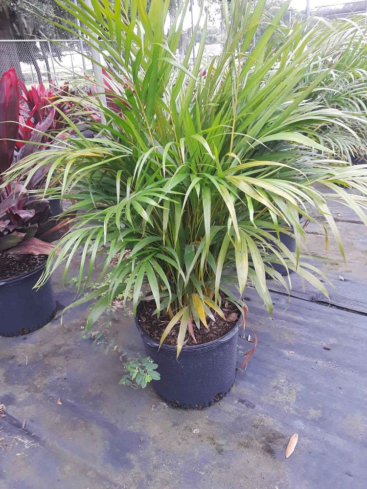 dypsis-lutescens-areca-palm